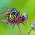 Gemeine Wespe (Vespula vulgaris)